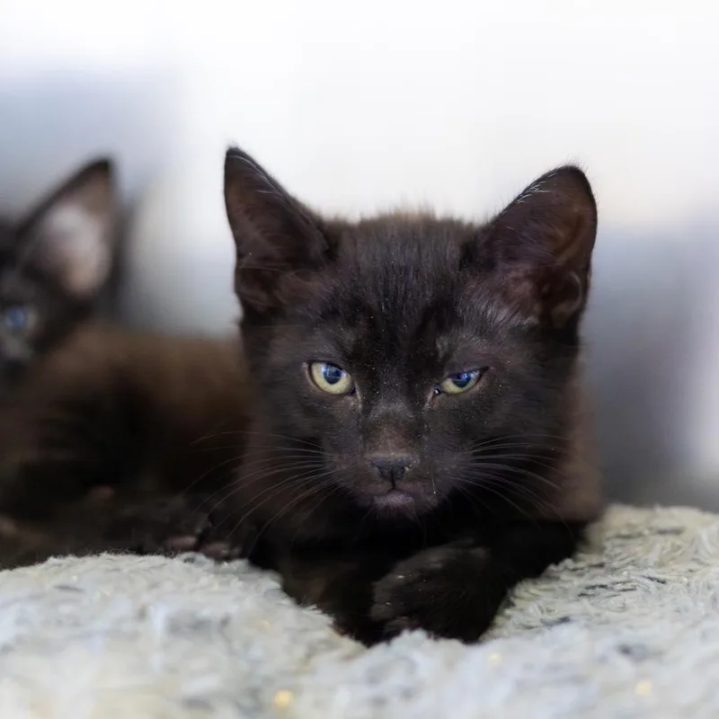 A baby small-sized male Black Domestic Short Hair cat named Cheshire for adoption in Wilmington, DE