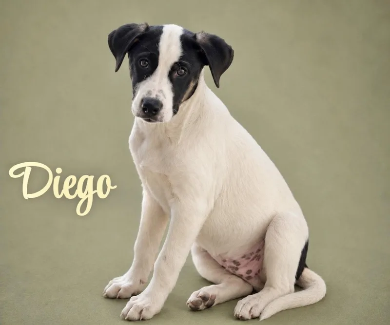 A baby large-sized male Catahoula Leopard Dog dog named Diego for adoption in Manchester, CT