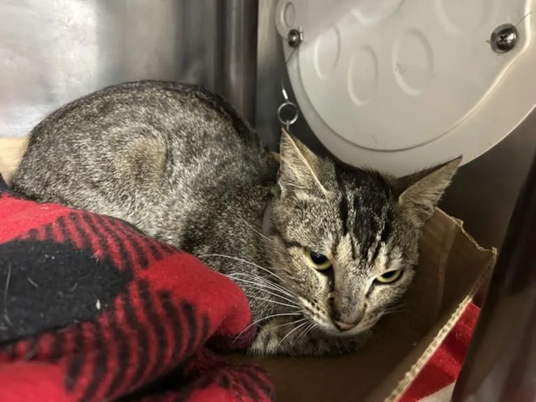 A young medium-sized female Domestic Short Hair cat named Abbie for adoption in Houston, TX
