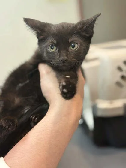 A baby small-sized female Domestic Short Hair cat named Electra for adoption in Memphis, TN