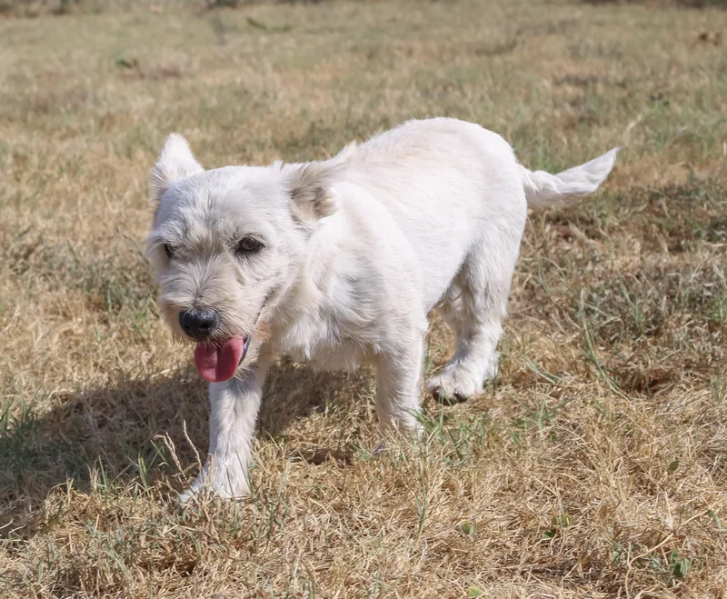 An adult small-sized female White / Cream West Highland White Terrier / Westie dog named Xena for adoption in Neosho, MO