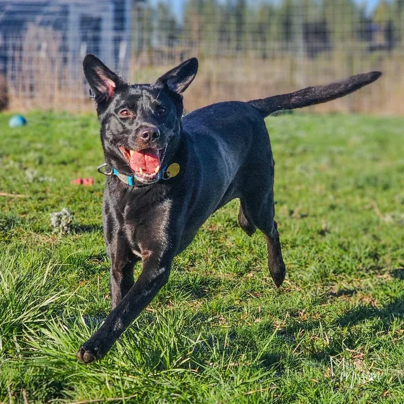 An adult large-sized female Black Labrador Retriever dog named Cheeseburger for adoption in Spokane , WA