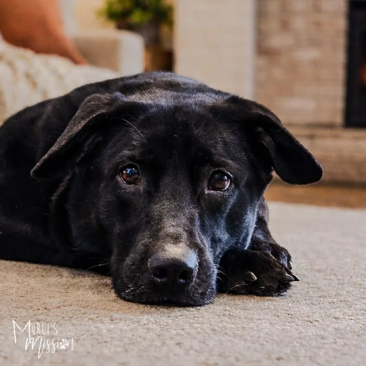 Cheeseburger thumbnail 2