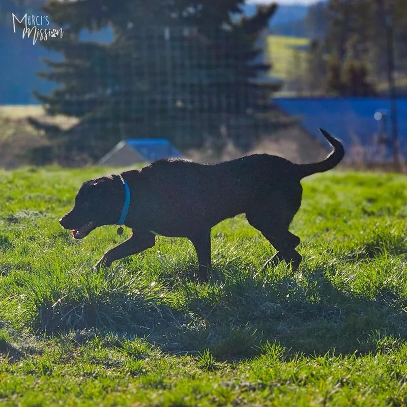 Cheeseburger thumbnail 3