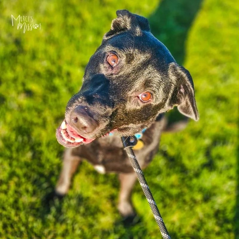 Cheeseburger thumbnail 4