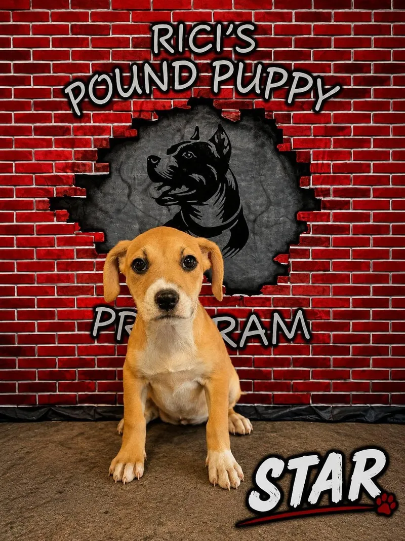 Star