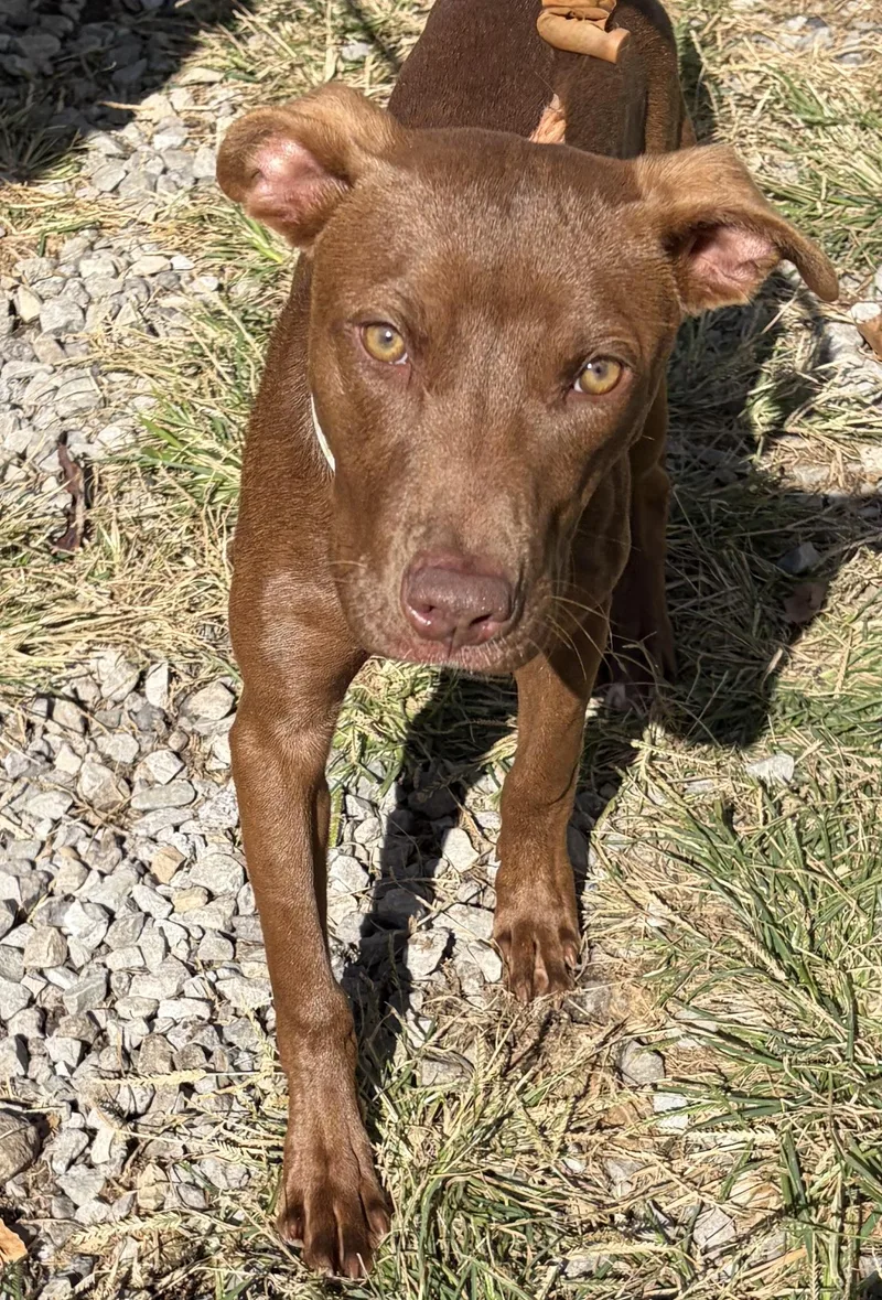 A baby medium-sized female Red / Chestnut / Orange Mixed Breed dog named Sage for adoption in McKeesport, PA