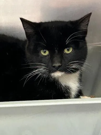 A baby small-sized male Domestic Short Hair cat named Blackjack for adoption in Lunenburg, MA
