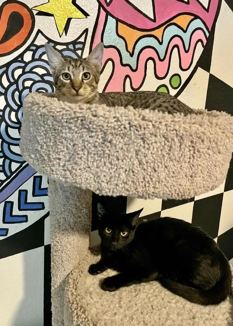 A baby medium-sized male Black Domestic Short Hair cat named Frank for adoption in Gulfport, MS