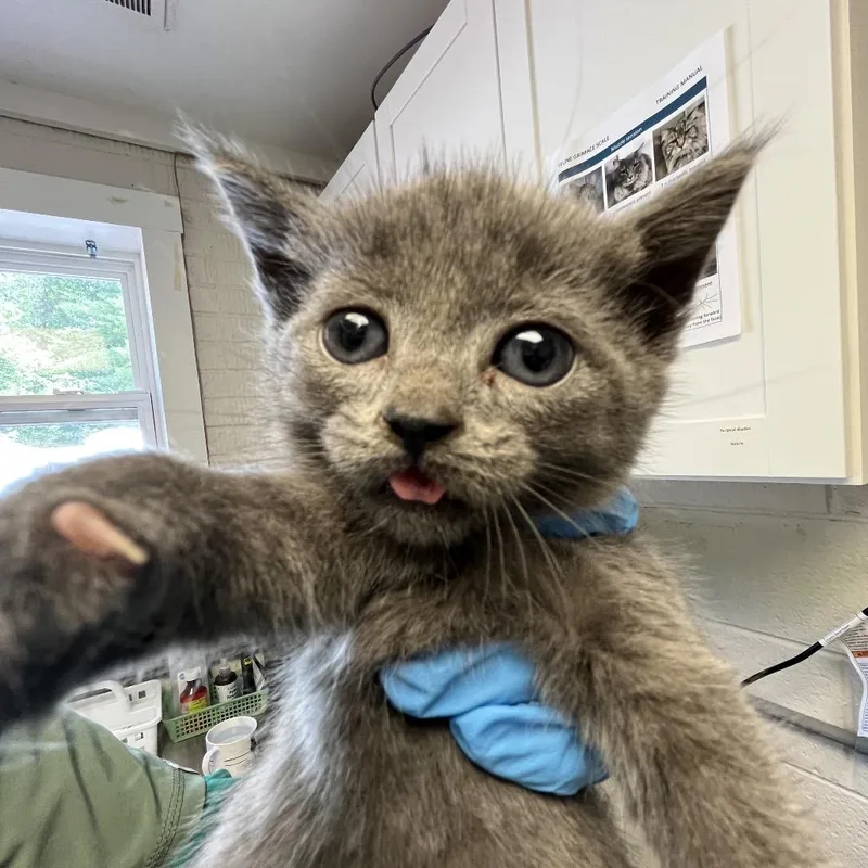 A baby small-sized female Gray / Blue / Silver Domestic Short Hair cat named Phil for adoption in Ruckersville, VA