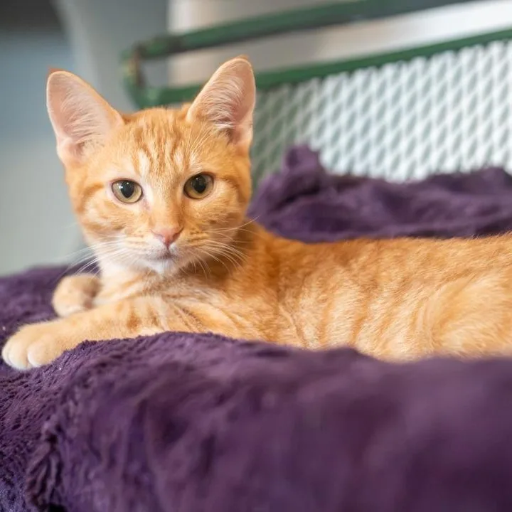 Nacho HAPPYGOLUCKY SWEETIE thumbnail 2