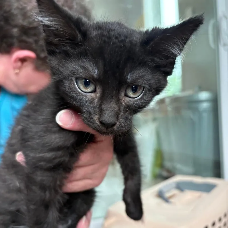 A baby small-sized male Black Domestic Short Hair cat named Stone Cold Steve Austin for adoption in West Des Moines, IA