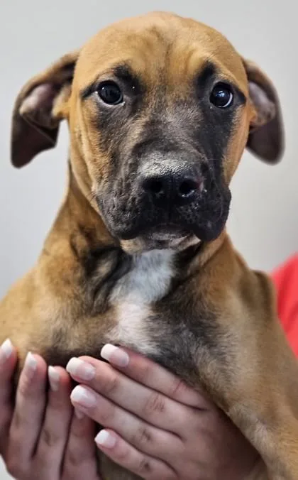 A baby medium-sized male Mixed Breed dog named Leland FKA Dog for adoption in West Chester, PA