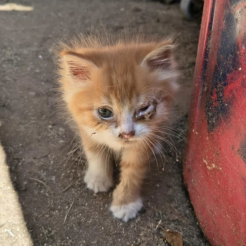 A baby small-sized male Orange / Red Domestic Short Hair cat named Frank Gallagher for adoption in Columbus, GA
