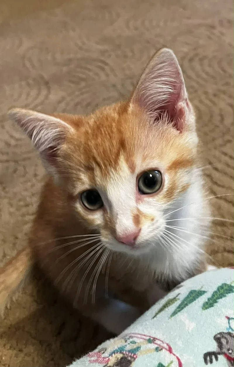 A baby small-sized male Orange & White Domestic Short Hair cat named Willy for adoption in Elyria, OH