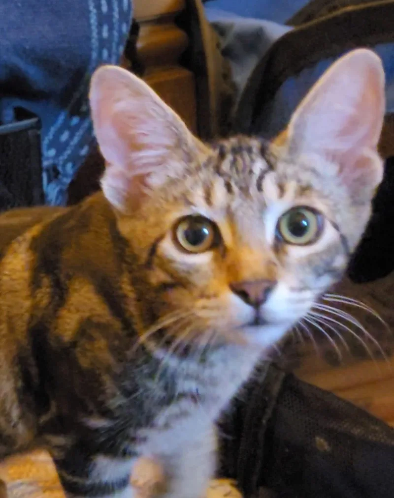 A baby small-sized male Tabby (Brown / Chocolate) Domestic Short Hair cat named Toast and Jam for adoption in San Juan Capistrano, CA