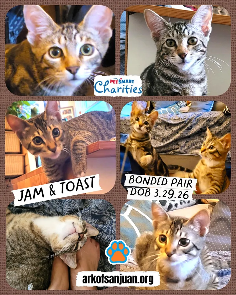 Toast and Jam thumbnail 2