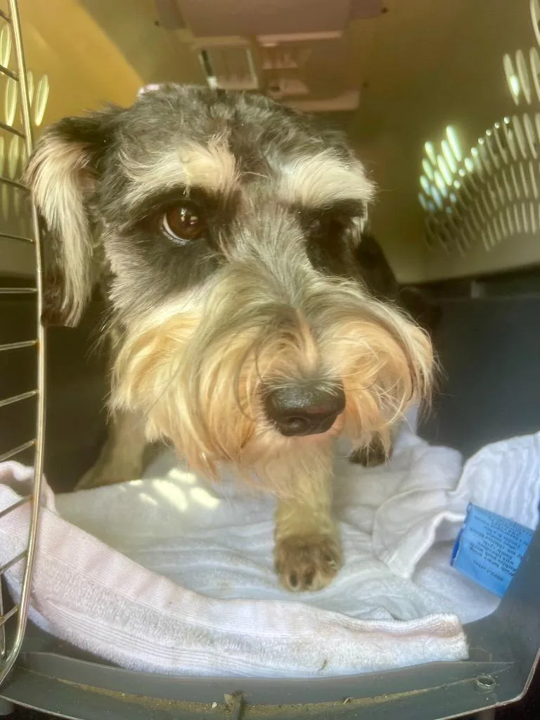 A young small-sized male Schnauzer dog named Oscar for adoption in Forsyth, GA