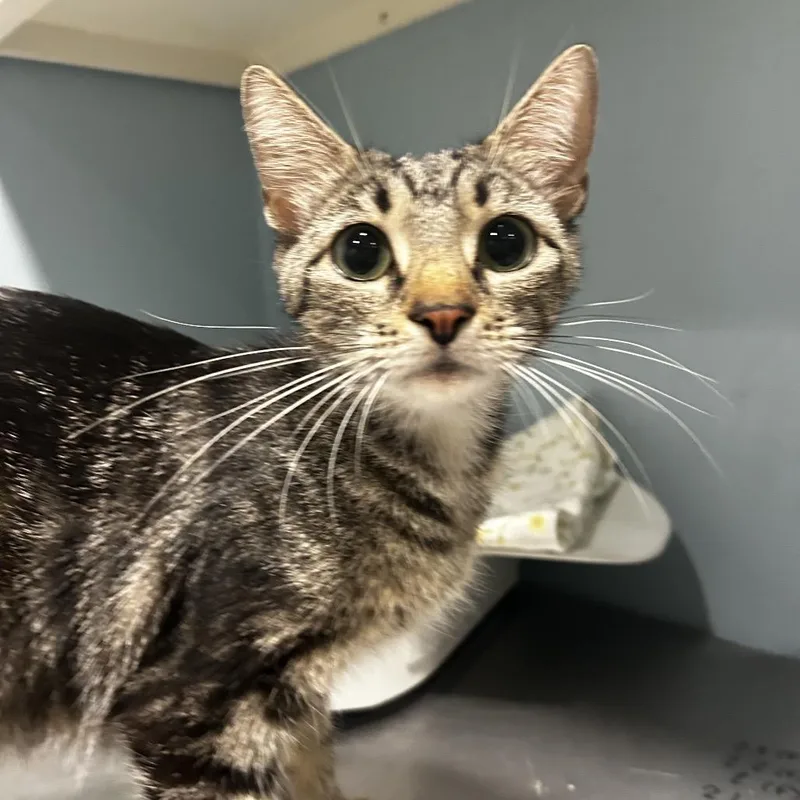 A young medium-sized female Brown / Chocolate Domestic Short Hair cat named Twinkle for adoption in Chattanooga, TN