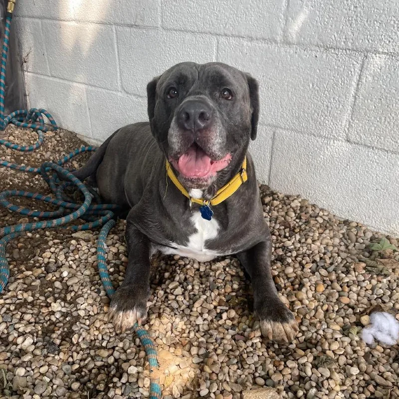 An adult large-sized male Mixed Breed dog named Monty for adoption in Medford, NY