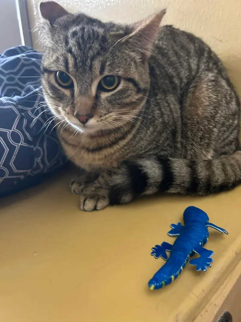 Daiquiri & Swizzle thumbnail 2