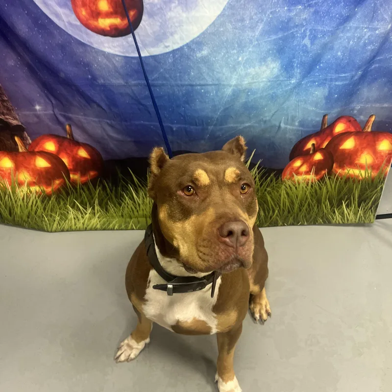 An adult large-sized female Brown / Chocolate American Bully dog named AC "Selina" for adoption in Conyers, GA
