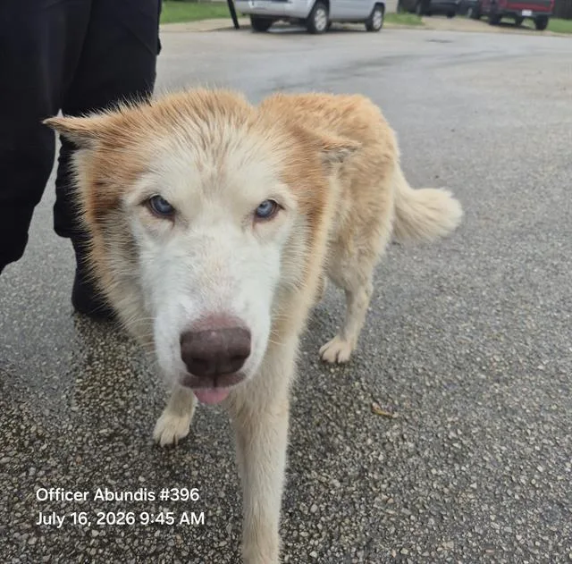 An adult large-sized female Husky dog named Red for adoption in San Antonio, TX