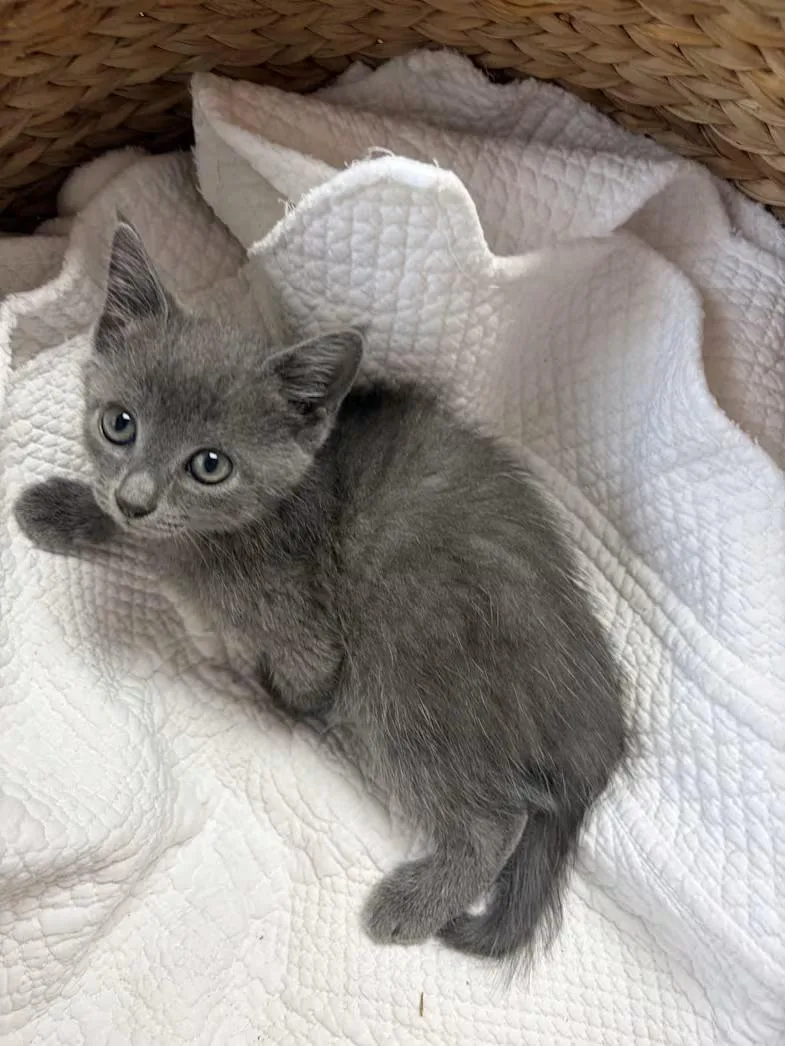 A baby medium-sized female Gray / Blue / Silver Domestic Short Hair cat named Storm for adoption in Greensboro, NC