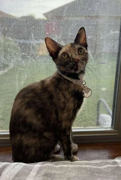 An adult medium-sized female Tortoiseshell Domestic Short Hair cat named Chelsea for adoption in Warr Acres, OK