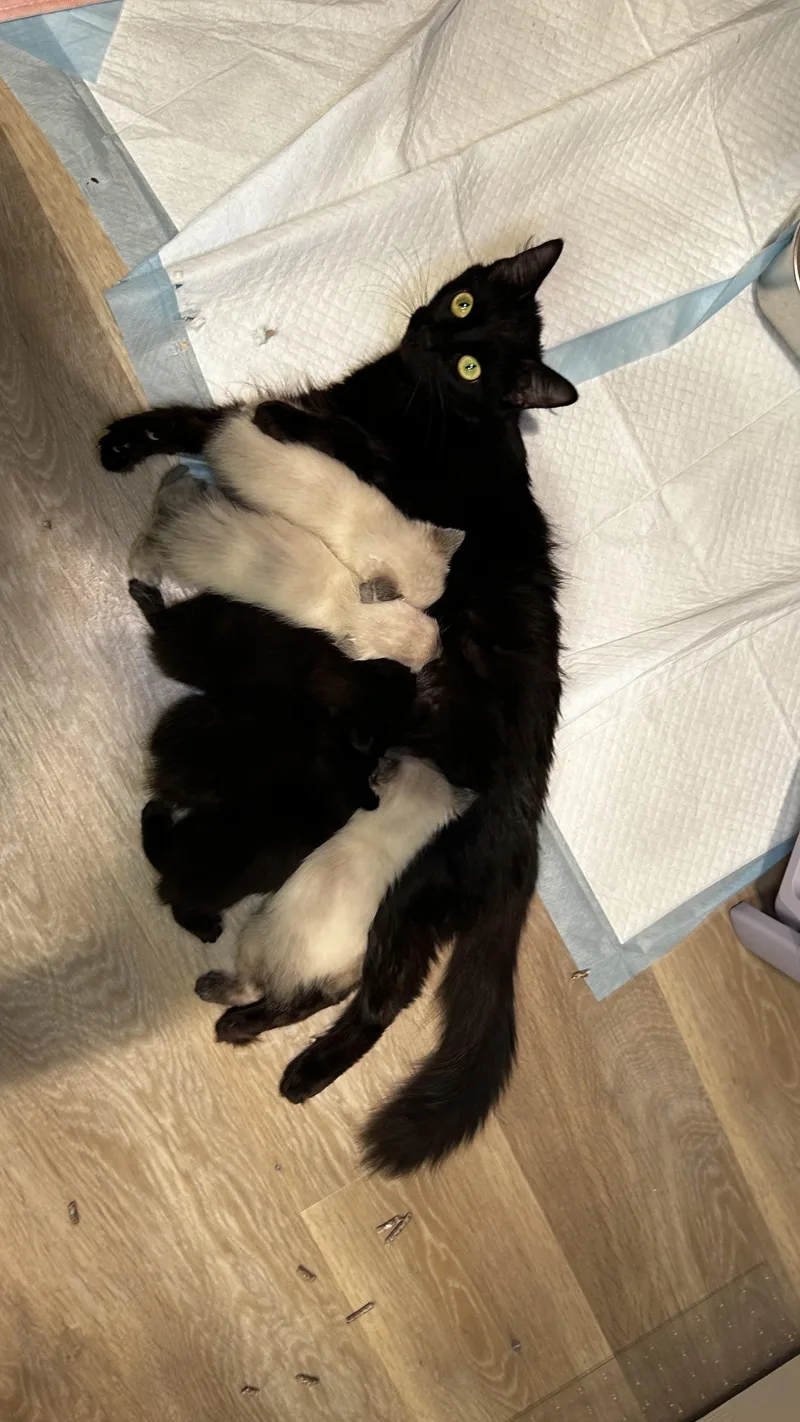 A baby medium-sized male Black Domestic Short Hair cat named Spleen Not The for adoption in Portland, OR