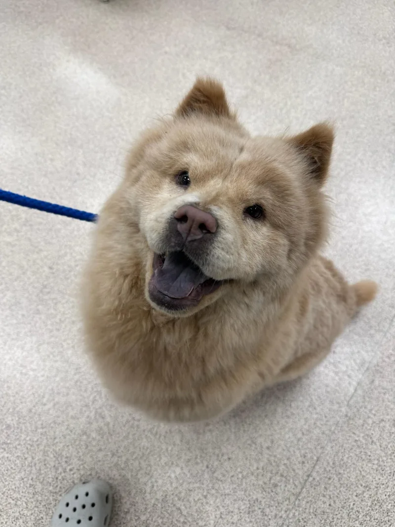 An adult medium-sized female Apricot / Beige Chow Chow dog named Mellow for adoption in Teterboro, NJ