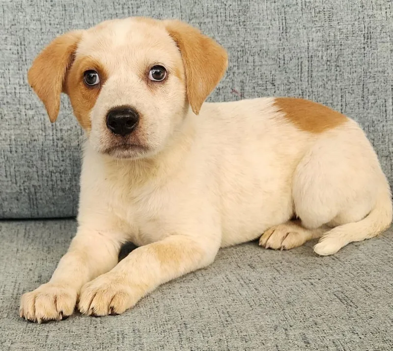 A baby medium-sized female Australian Shepherd dog named Kyanite for adoption in Cottonwood, AZ