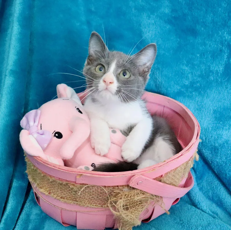 A baby medium-sized female Gray & White Tuxedo cat named Lilly for adoption in Saint Augustine, FL