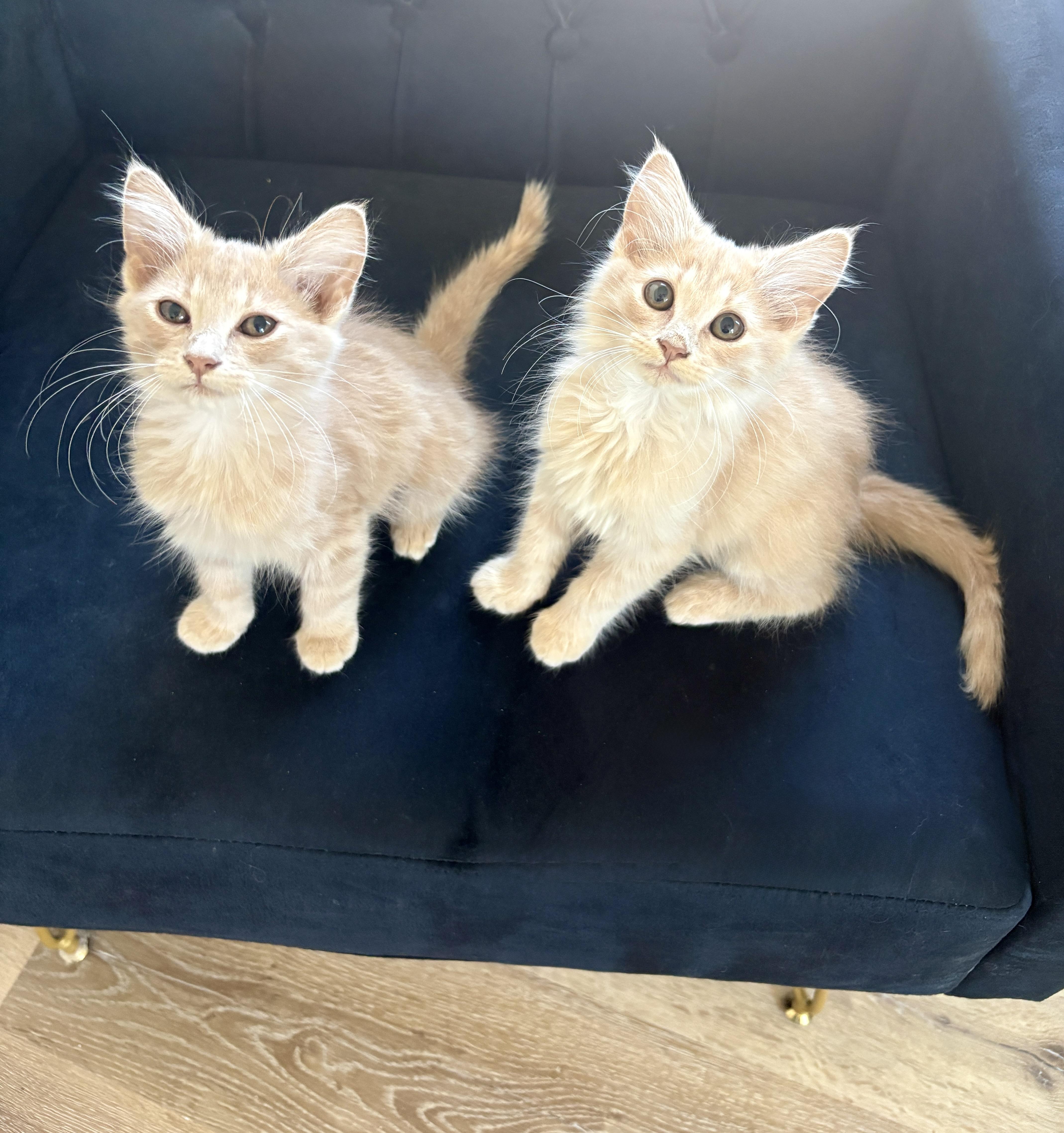 A baby medium-sized female Domestic Long Hair cat named Meadow and Elly for adoption in Charlotte, NC