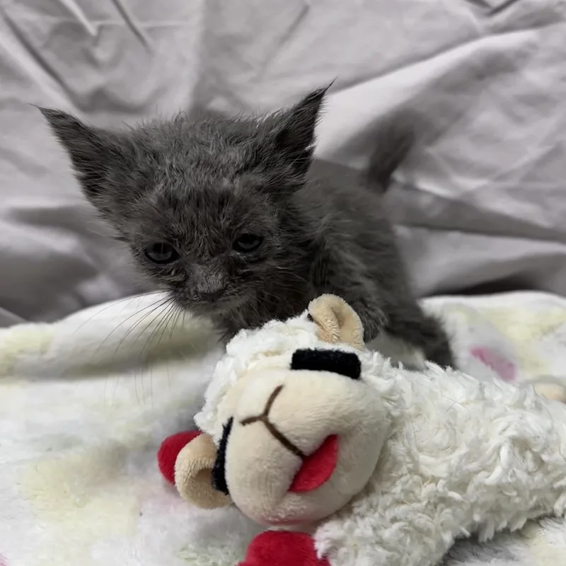 A baby small-sized male Gray / Blue / Silver Domestic Short Hair cat named Blueberry for adoption in Mount Vernon, IN