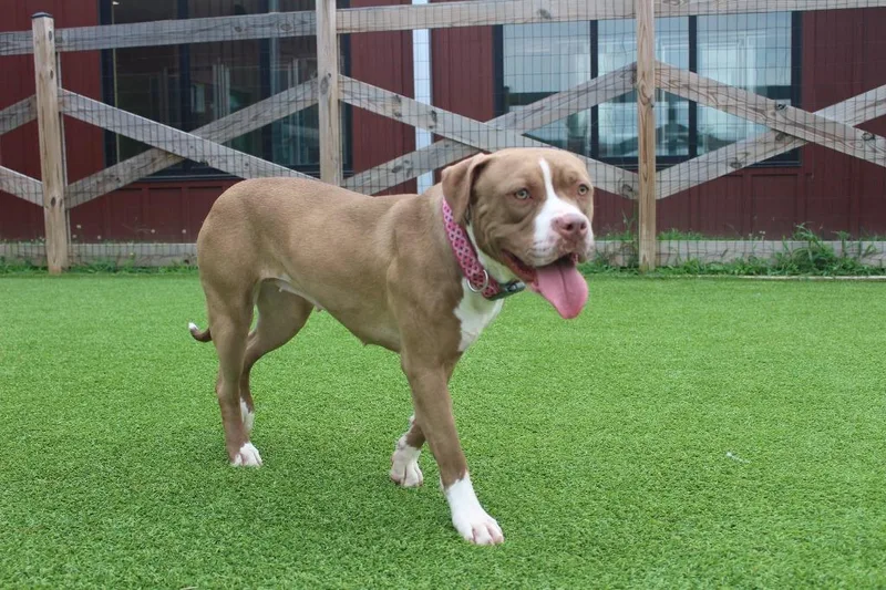 An adult large-sized female Brown / Chocolate American Bully dog named Maple for adoption in Chestertown, MD