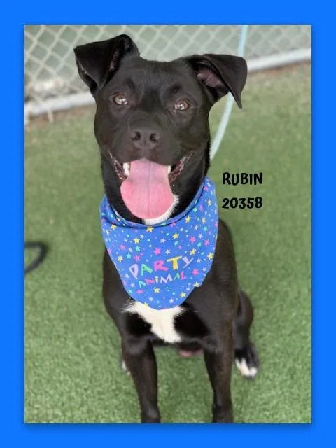 A young medium-sized male Black Labrador Retriever dog named Rubin for adoption in Marietta, GA