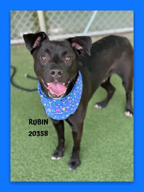 Rubin thumbnail 2