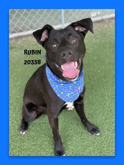 Rubin thumbnail 3