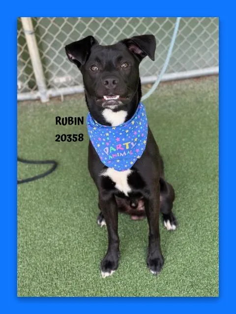Rubin thumbnail 4