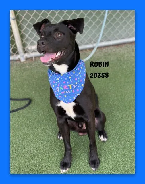 Rubin thumbnail 5