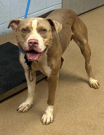 An adult large-sized male Mixed Breed dog named Caltech for adoption in Chamblee, GA
