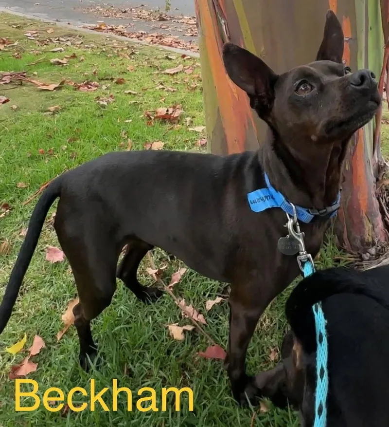 Beckham And Cooper thumbnail 2
