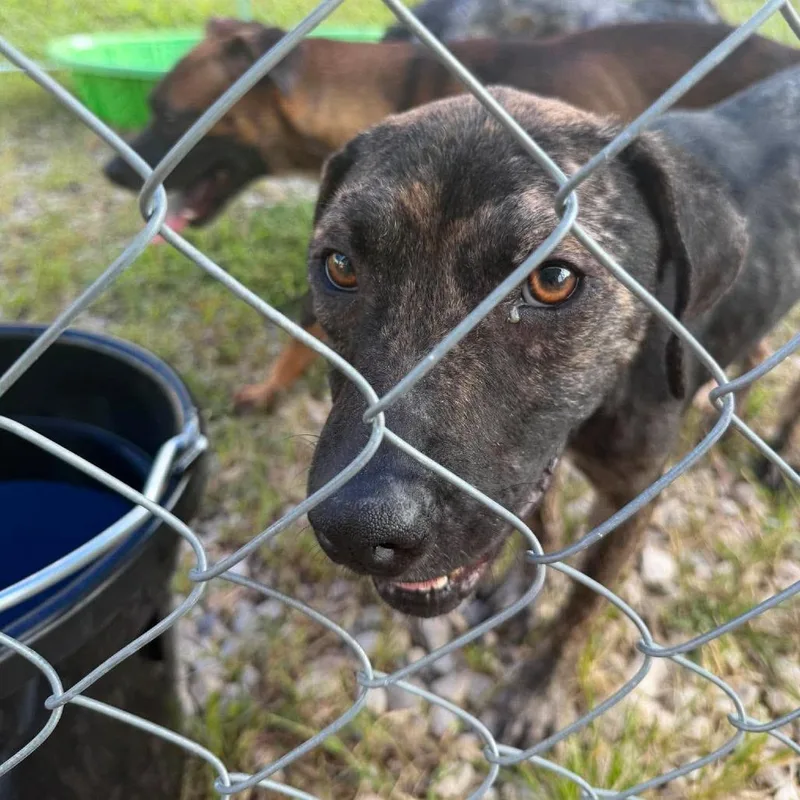 An adult medium-sized female Black Mixed Breed dog named Morisot for adoption in Jackson, MO