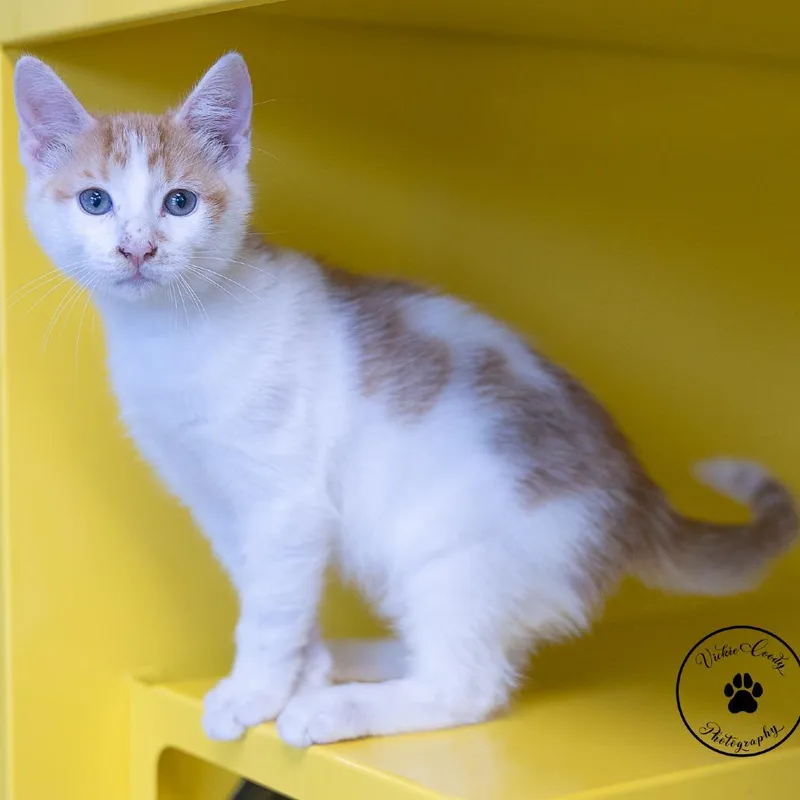A baby small-sized male Orange / Red Domestic Short Hair cat named Bear for adoption in Abilene, TX