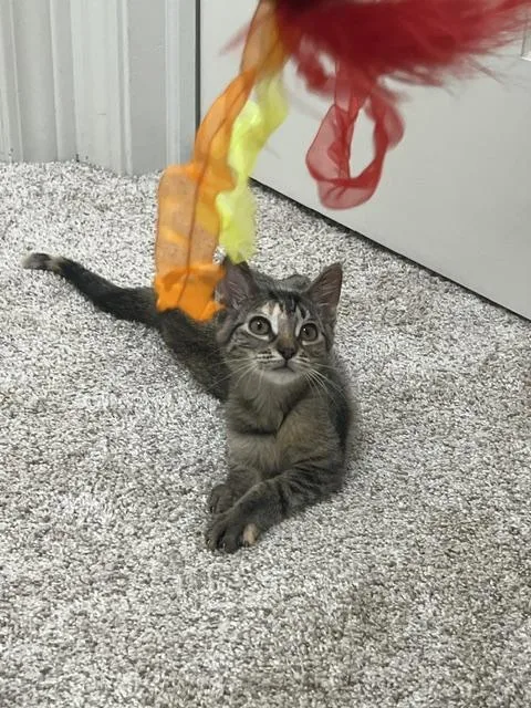 A baby medium-sized female Torbie Domestic Short Hair cat named Miss Mango Tango for adoption in Findlay, OH