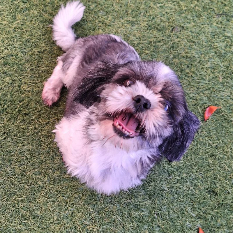 An adult small-sized female Black Shih Tzu dog named Charlotte for adoption in LOXAHATCHEE, FL