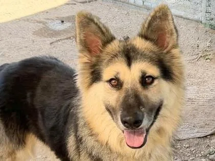 An adult medium-sized male Mixed Breed dog named Bernie for adoption in Georgetown, TX