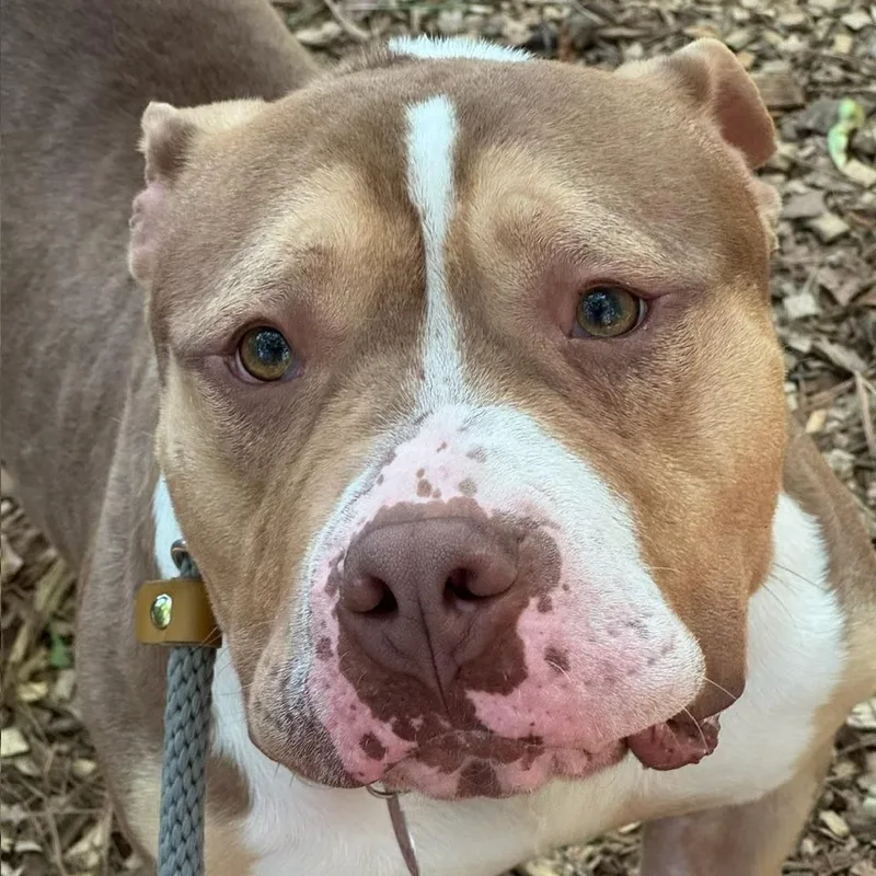 An adult large-sized male Brown / Chocolate Mixed Breed dog named Kado for adoption in Decatur, GA