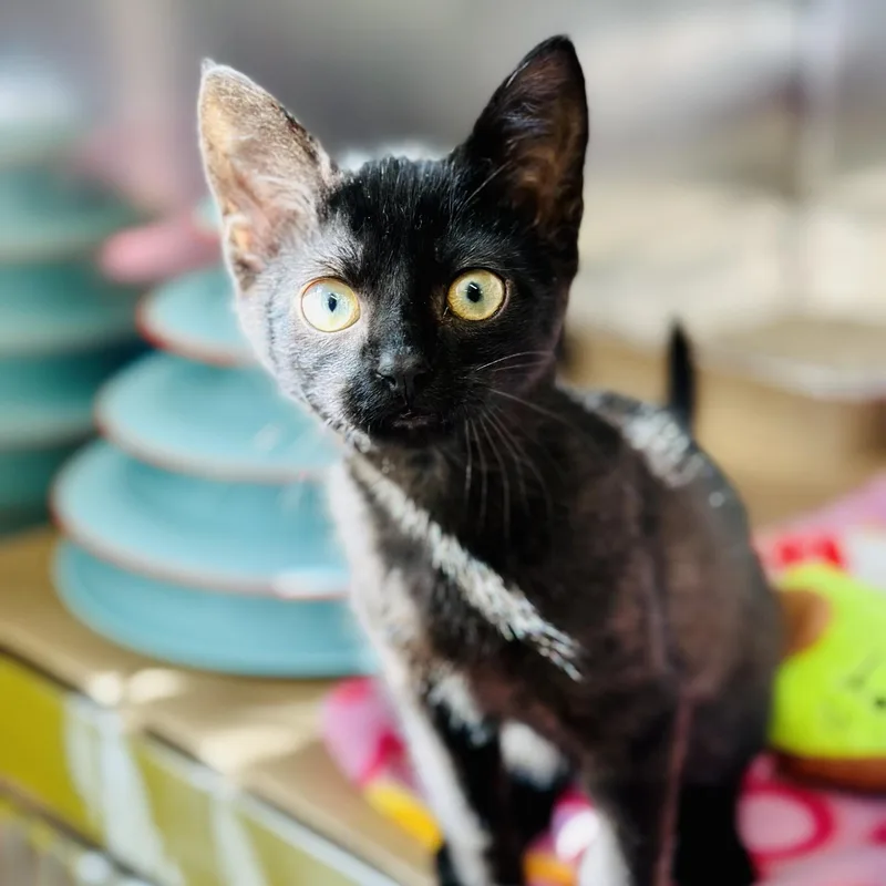 A baby medium-sized male Black Domestic Short Hair cat named Pixie for adoption in Jackson, NJ